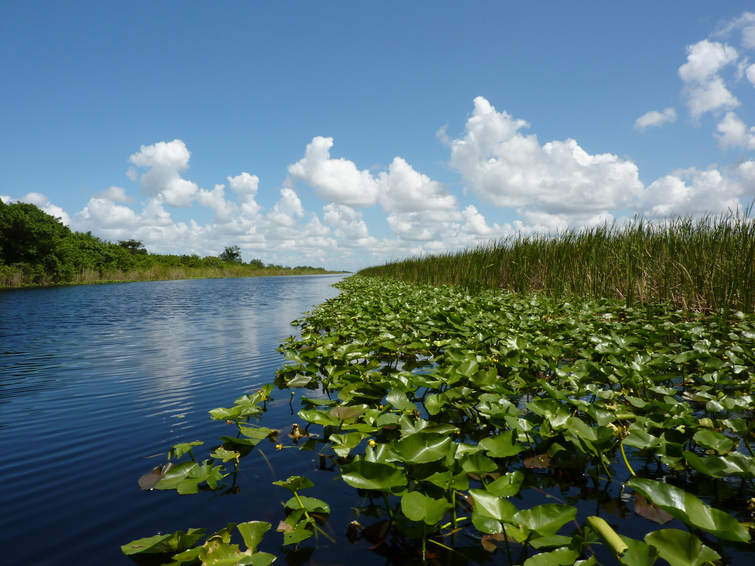 Everglades.jpg